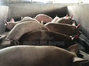Large White and Duroc. Price Range 4350-6000cedis.Between 70-90kg.