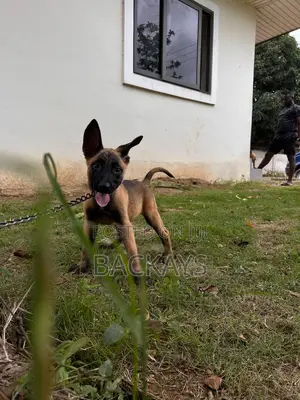 1-3 months Male Purebred Belgian Malinois