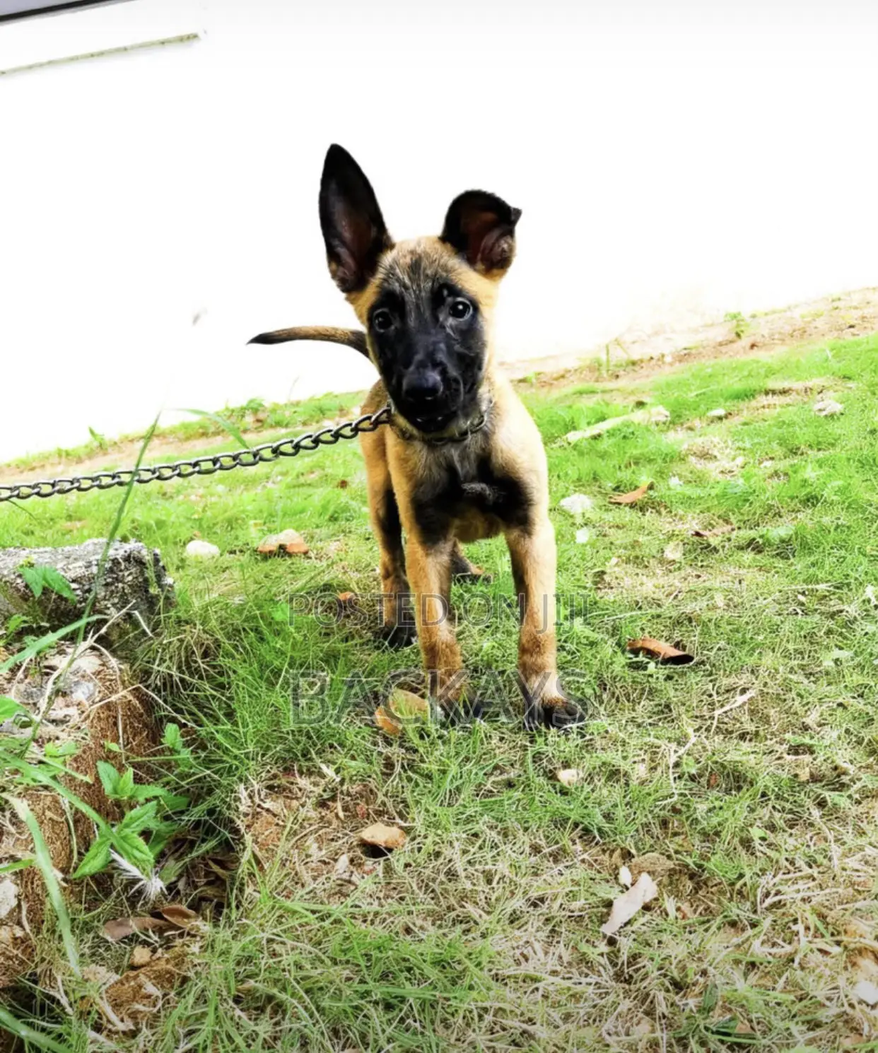 1-3 months Male Purebred Belgian Malinois