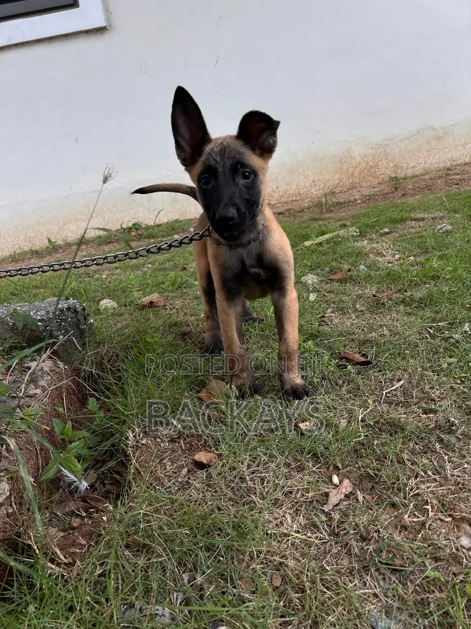 1-3 months Male Purebred Belgian Malinois