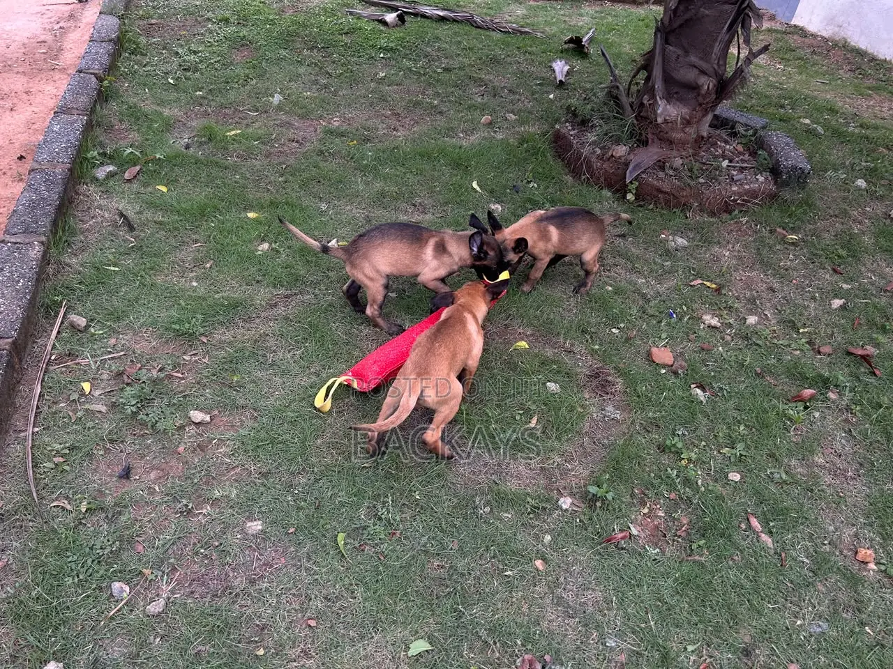1-3 months Male Purebred Belgian Malinois