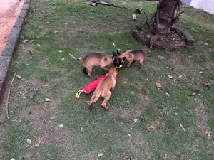1-3 months Male Purebred Belgian Malinois