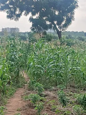 100 Acres Prime in Legon
• Minutes From University of Ghana, Upsa