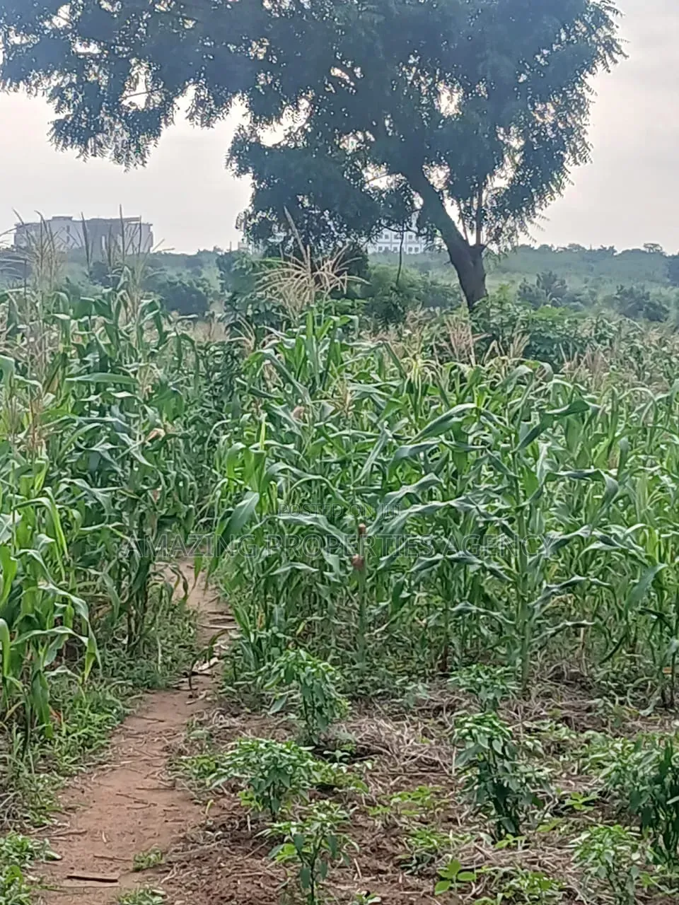 100 Acres Prime in Legon
• Minutes From University of Ghana, Upsa