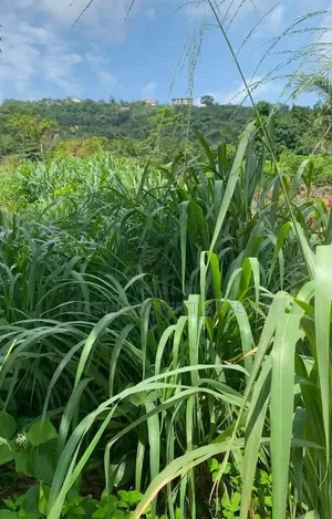 A. 50 Acres Prime in Legon
• Minutes From University of Ghana, Upsa