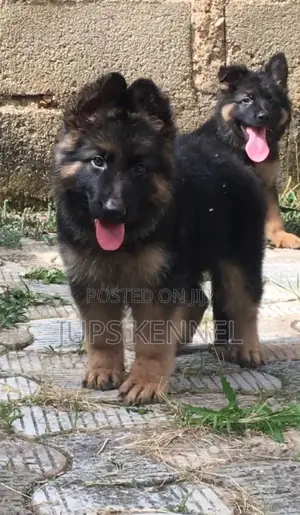 1-3 months Female Purebred German Shepherd