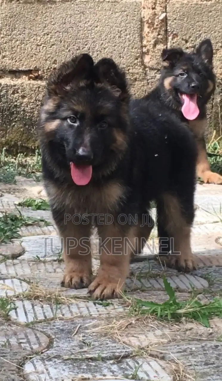 1-3 months Female Purebred German Shepherd