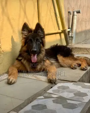 1-3 months Female Purebred German Shepherd