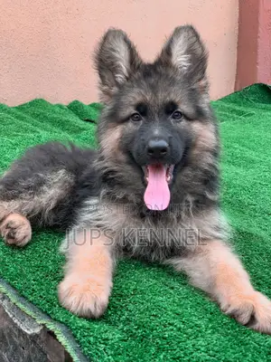 1-3 months Female Purebred German Shepherd