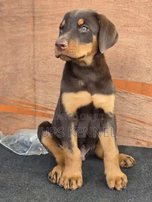 1-3 months Female Purebred Doberman Pinscher