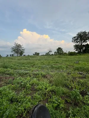 20 Acres Farmland for Sale at Asante Akyem North