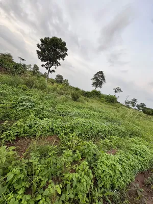 20 Acres Farmland for Sale at Asante Akyem North