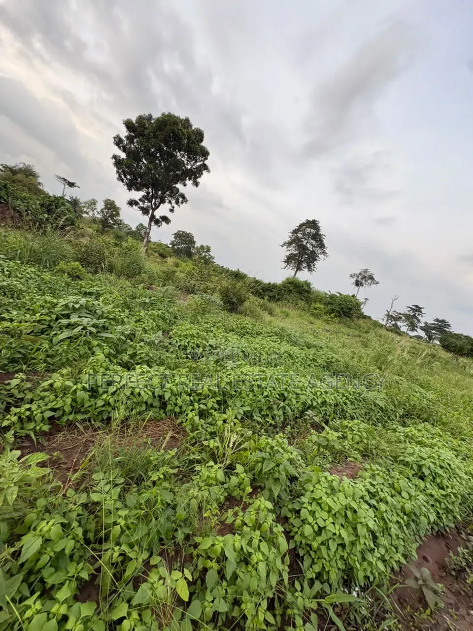 20 Acres Farmland for Sale at Asante Akyem North