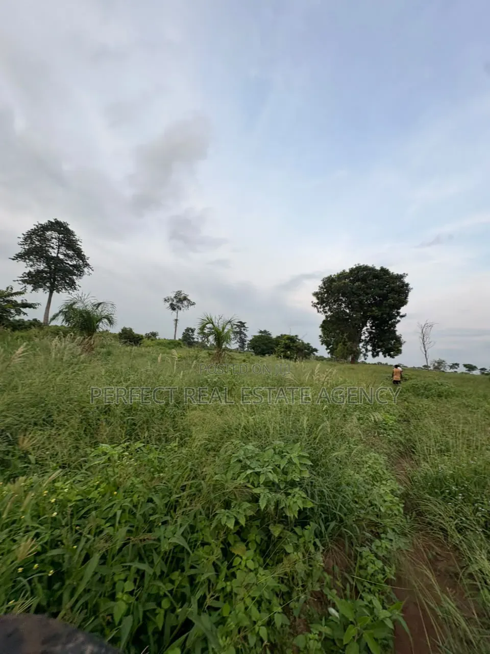 20 Acres Farmland for Sale at Asante Akyem North