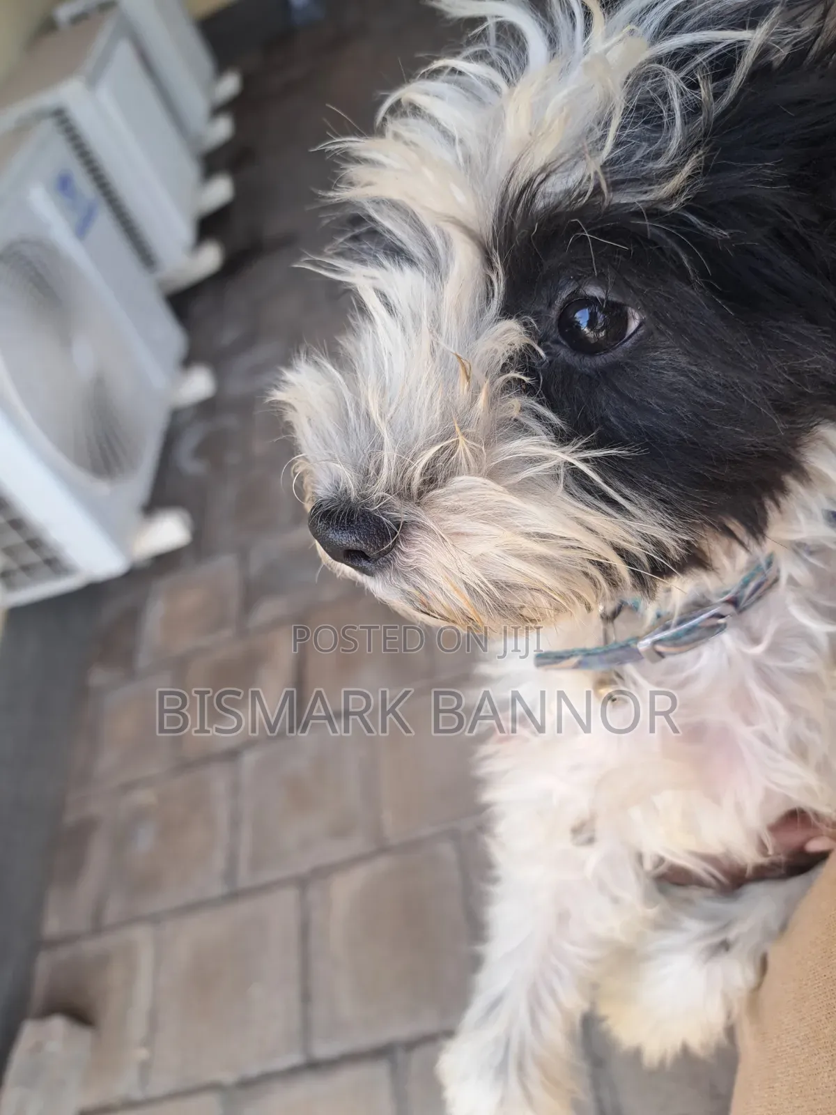 1-3 months Male Mixed Breed Poodle