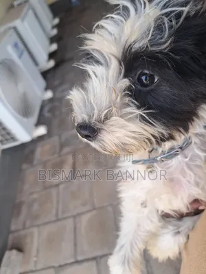 1-3 months Male Mixed Breed Poodle