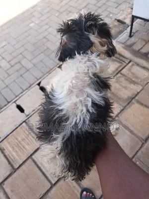 1-3 months Male Mixed Breed Poodle