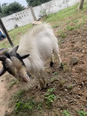 Male Goat for Sale