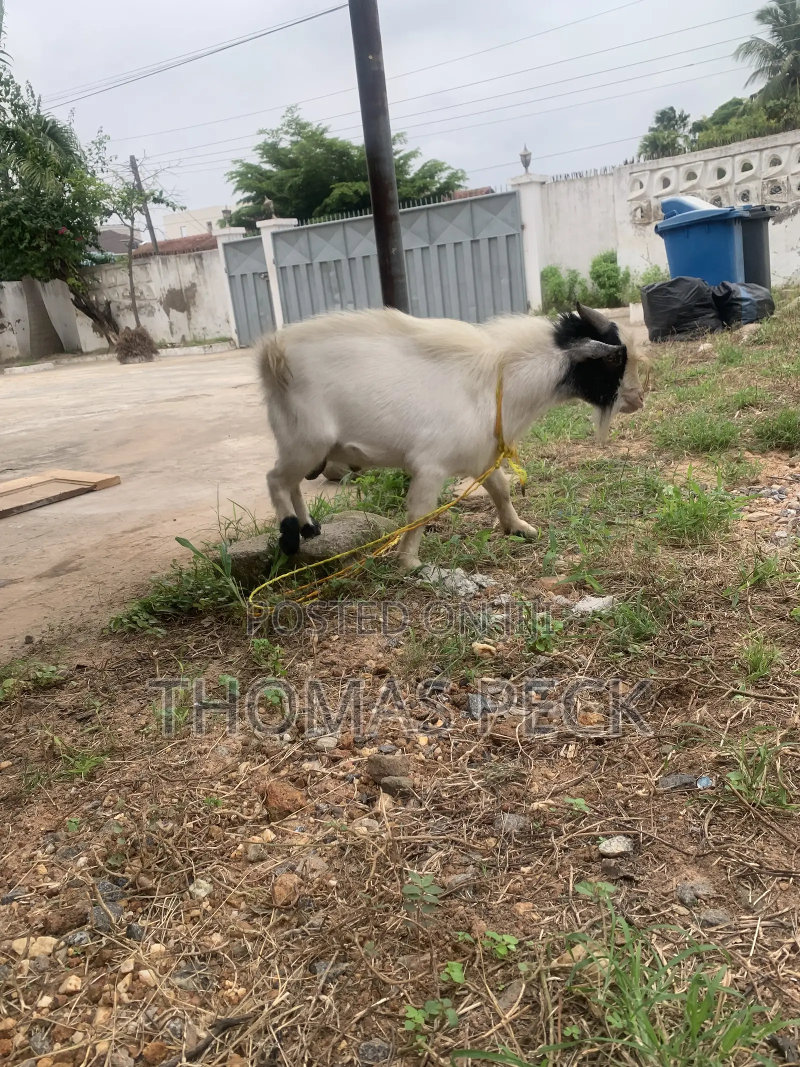 Male Goat for Sale