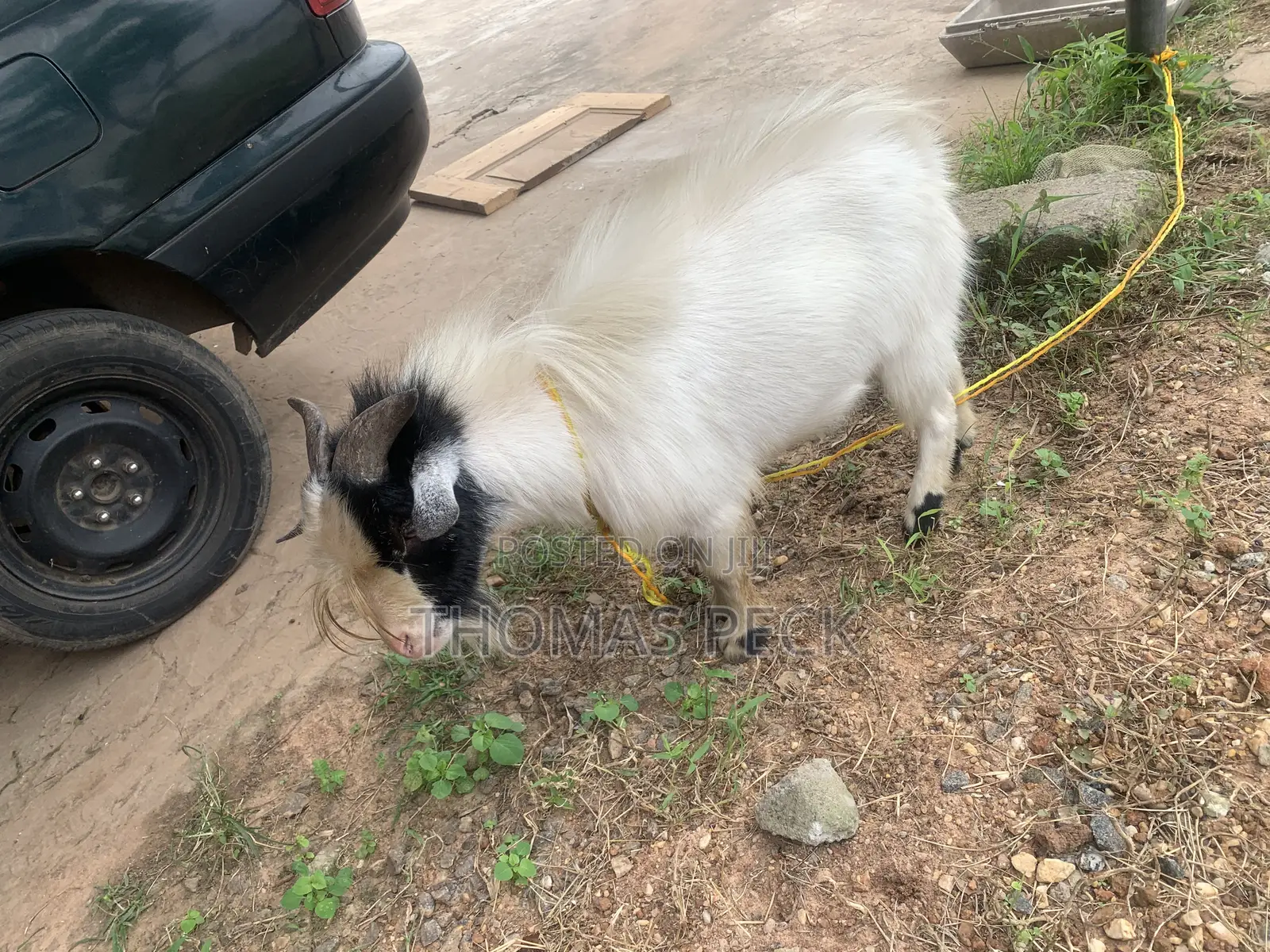 Male Goat for Sale