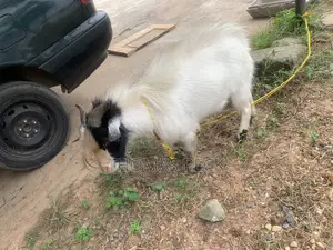 Male Goat for Sale