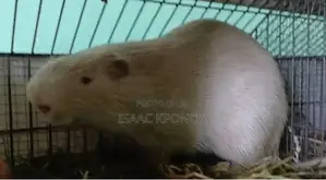 Matured Albino for Sale 1,200