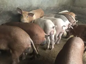 34cedis Per Life Weight.Fatless Pigs for Killing. Dressing Fee.
