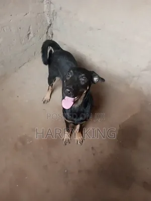 1+ year Male Mixed Breed German Shepherd