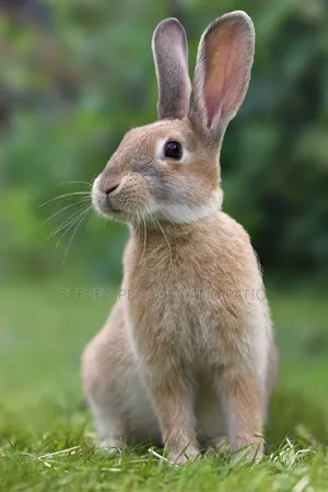 Rabbit Farm