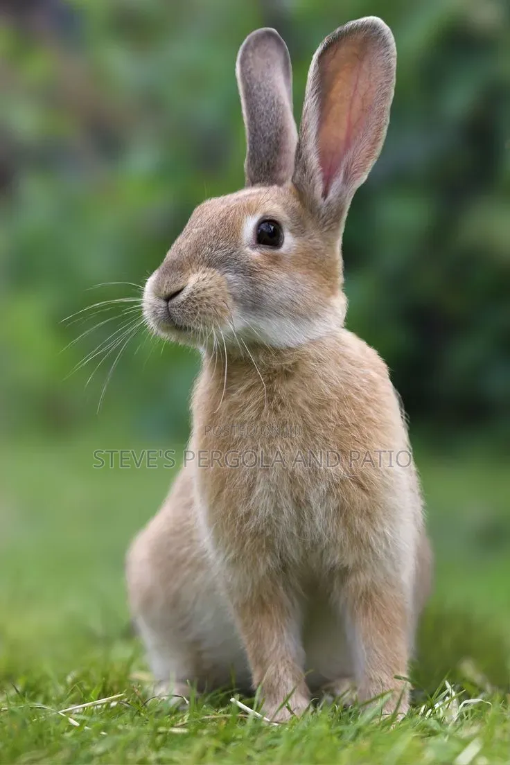 Rabbit Farm