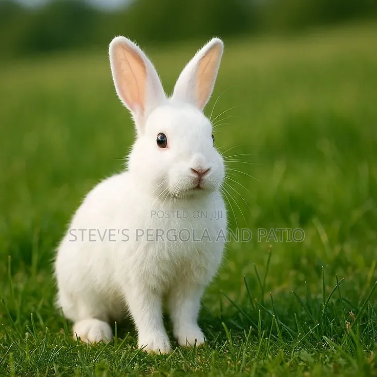 Rabbit Farm