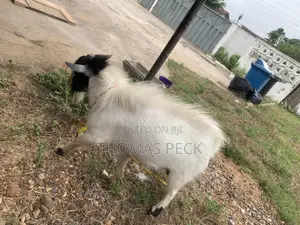 Male Goat for Sale