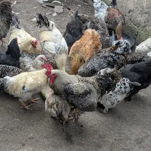 Organic Chickens for Sale