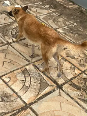 1+ year Female Mixed Breed German Shepherd