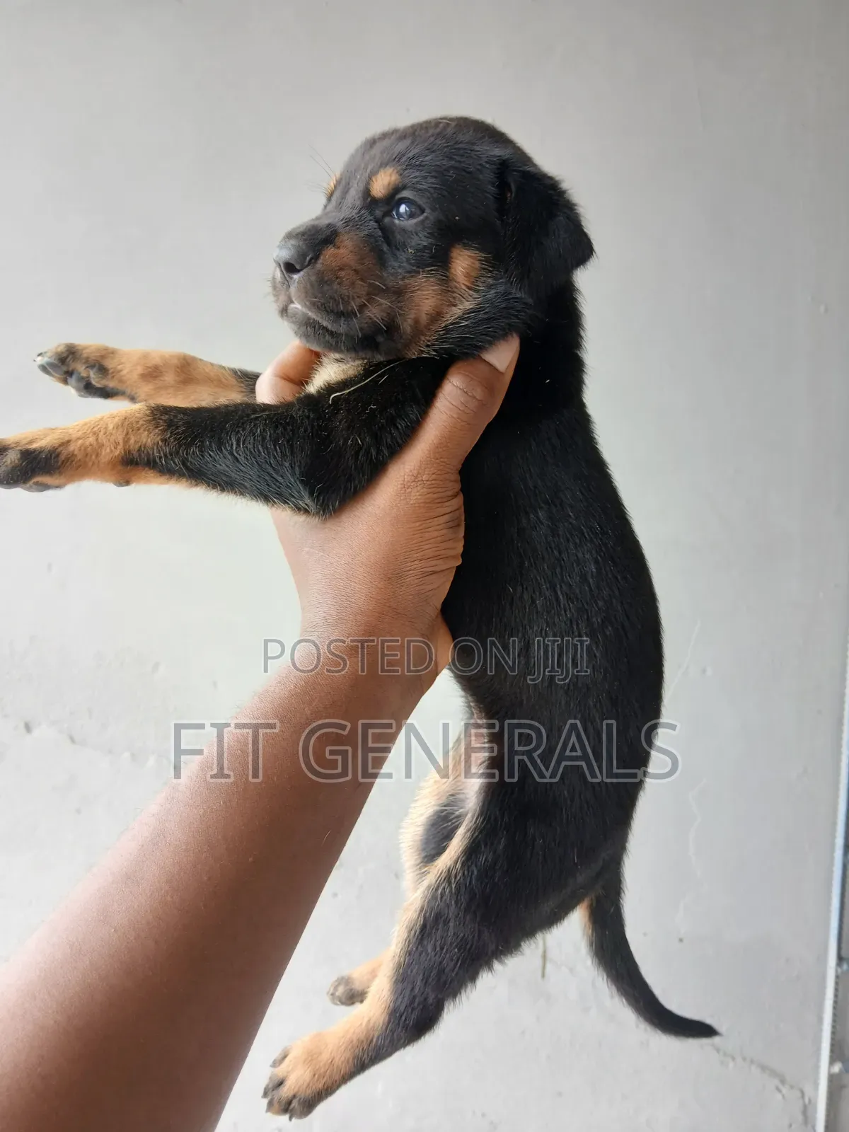 1-3 months Female Mixed Breed Doberman Pinscher