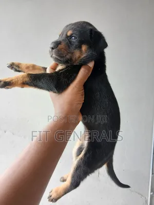 1-3 months Female Mixed Breed Doberman Pinscher