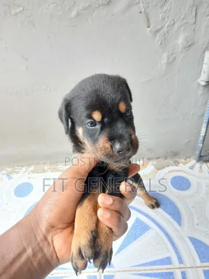 1-3 months Female Mixed Breed Doberman Pinscher