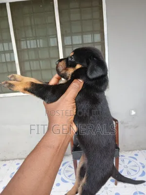 1-3 months Female Mixed Breed Doberman Pinscher