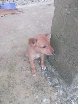 3-6 months Male Mixed Breed Mongrel (No Breed)
