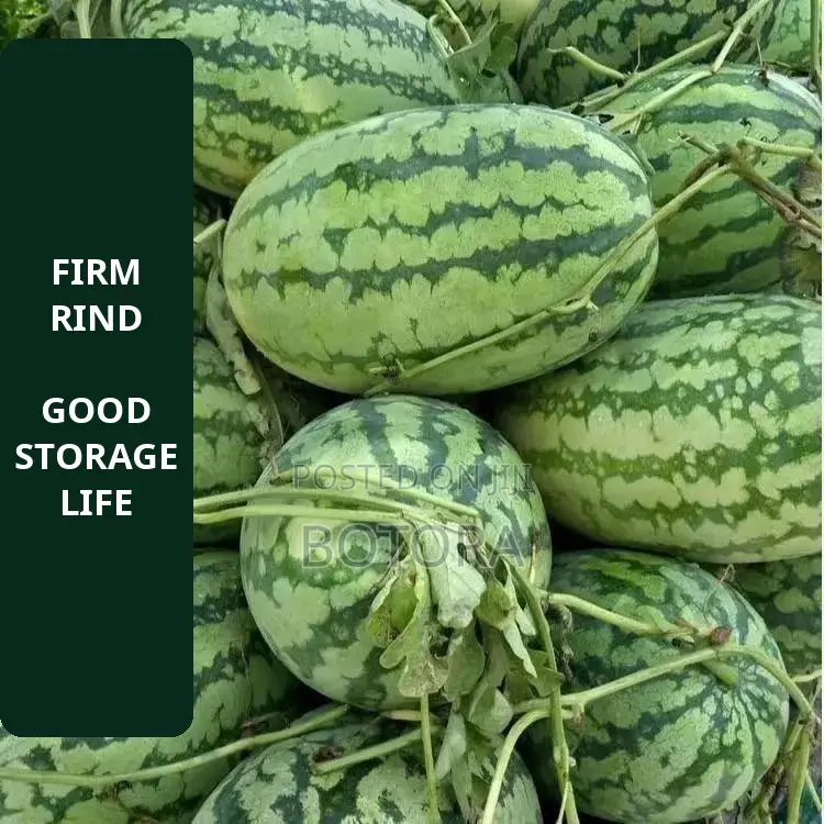 Watermelon Seeds – Extra-Large, High-Yield, Super-Sweet