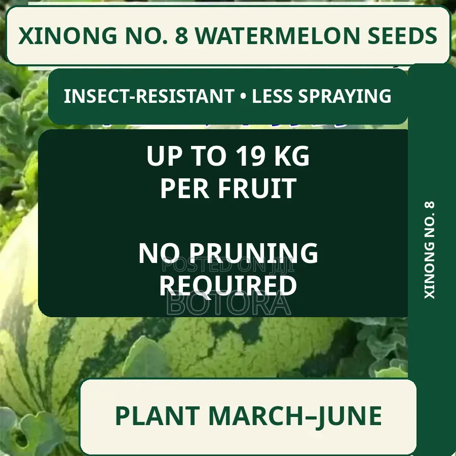 Watermelon Seeds – Extra-Large, High-Yield, Super-Sweet