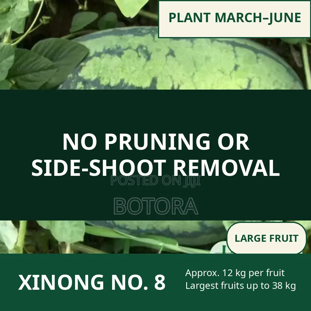 Watermelon Seeds – Extra-Large, High-Yield, Super-Sweet