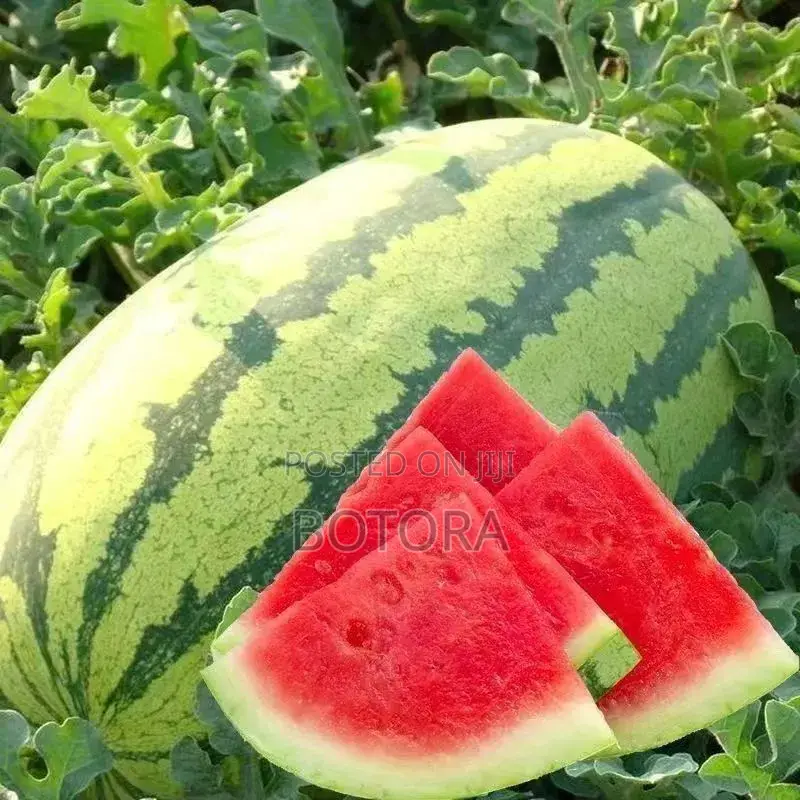 Watermelon Seeds – Extra-Large, High-Yield, Super-Sweet