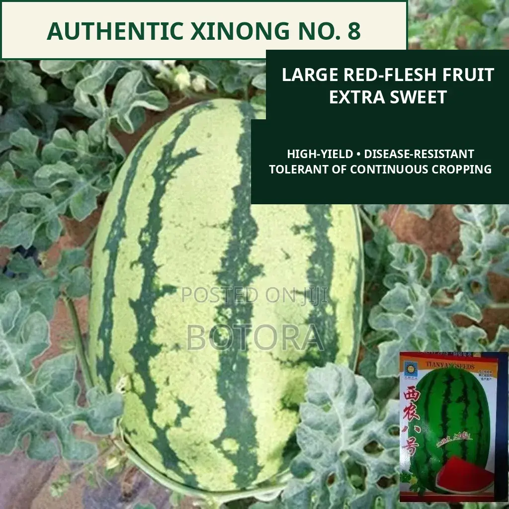 Watermelon Seeds – Extra-Large, High-Yield, Super-Sweet