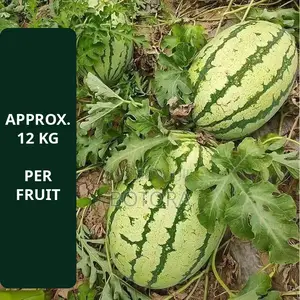 Watermelon Seeds – Extra-Large, High-Yield, Super-Sweet