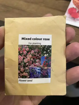 Climbing Rose Seeds for Planting – Beautiful Flowering Vine for Walls