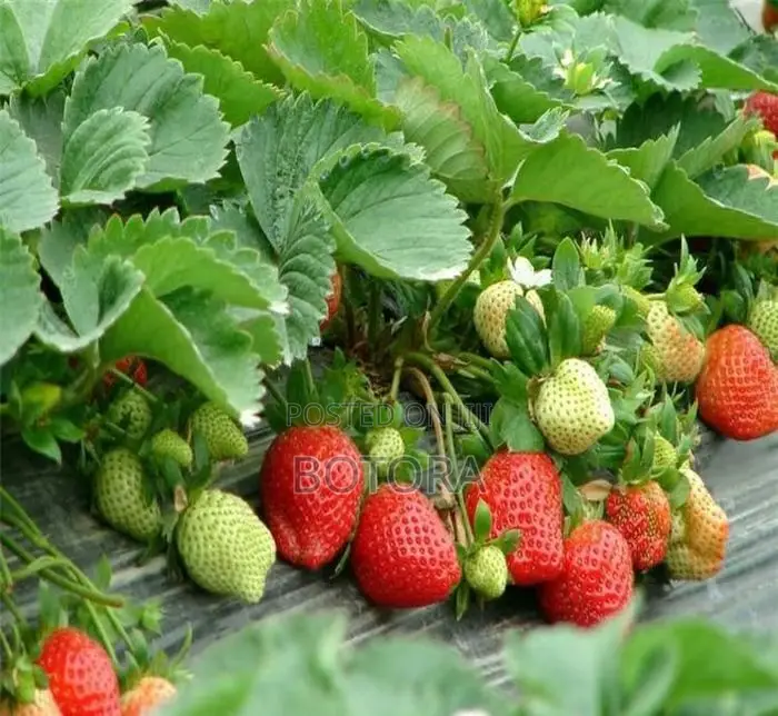 Sweet Strawberry Seeds for Planting – Home Garden, Balcony Pot Grow