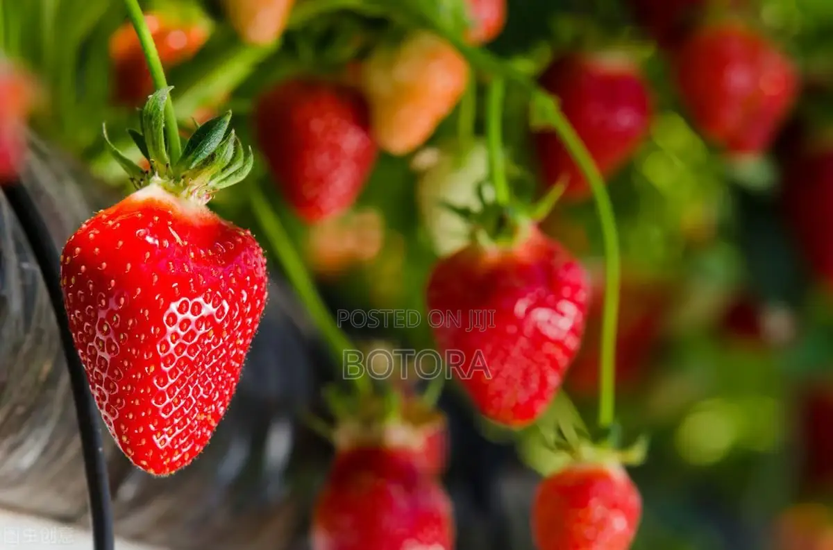 Sweet Strawberry Seeds for Planting – Home Garden, Balcony Pot Grow