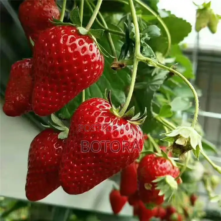 Sweet Strawberry Seeds for Planting – Home Garden, Balcony Pot Grow