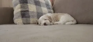 1-3 months Female Mixed Breed Maltipoo
